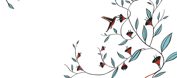 illustration of humming bird pollinating a flower on a vine