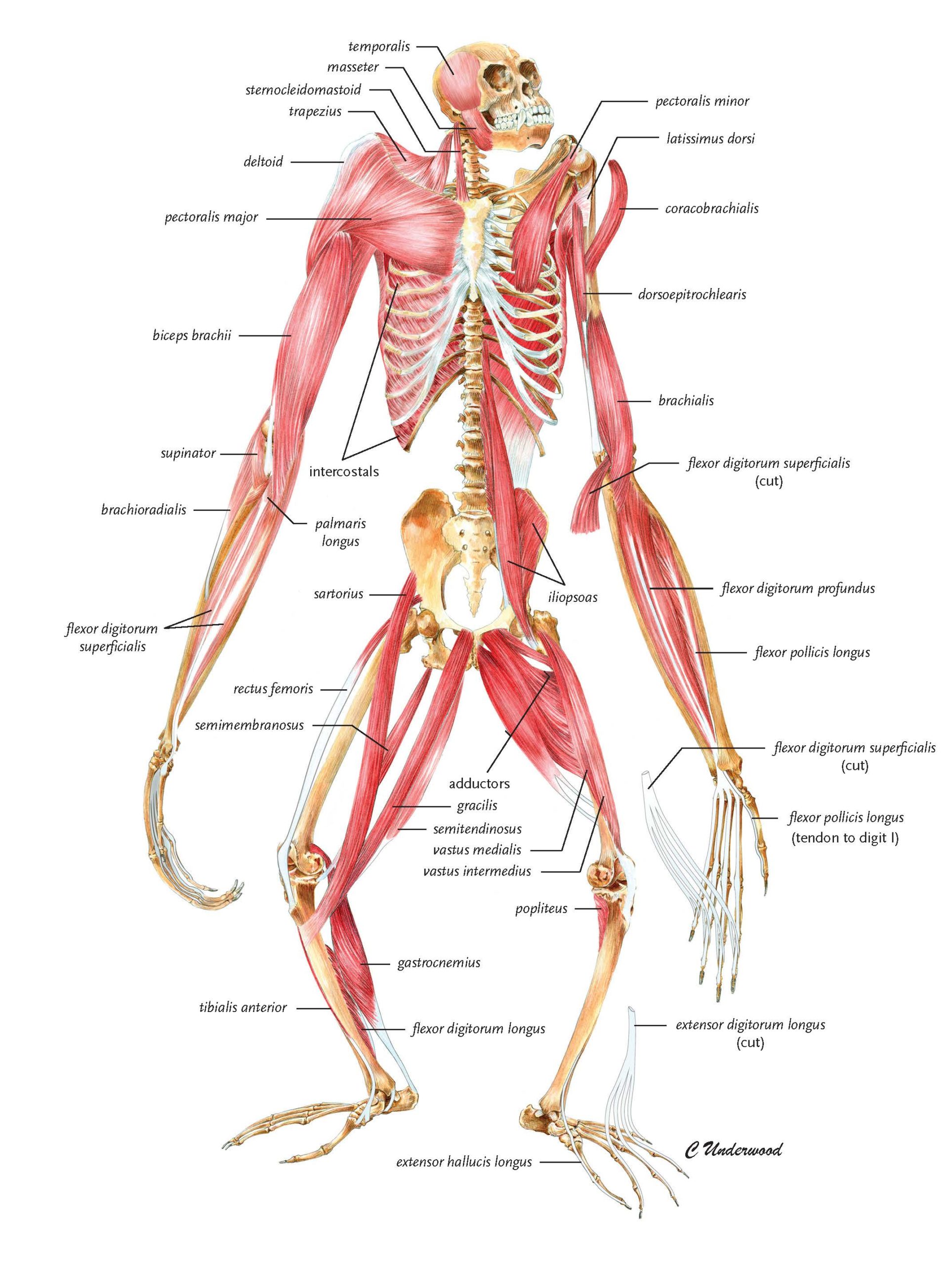 Illustration of a gibbon skeleton with muscle overlay.