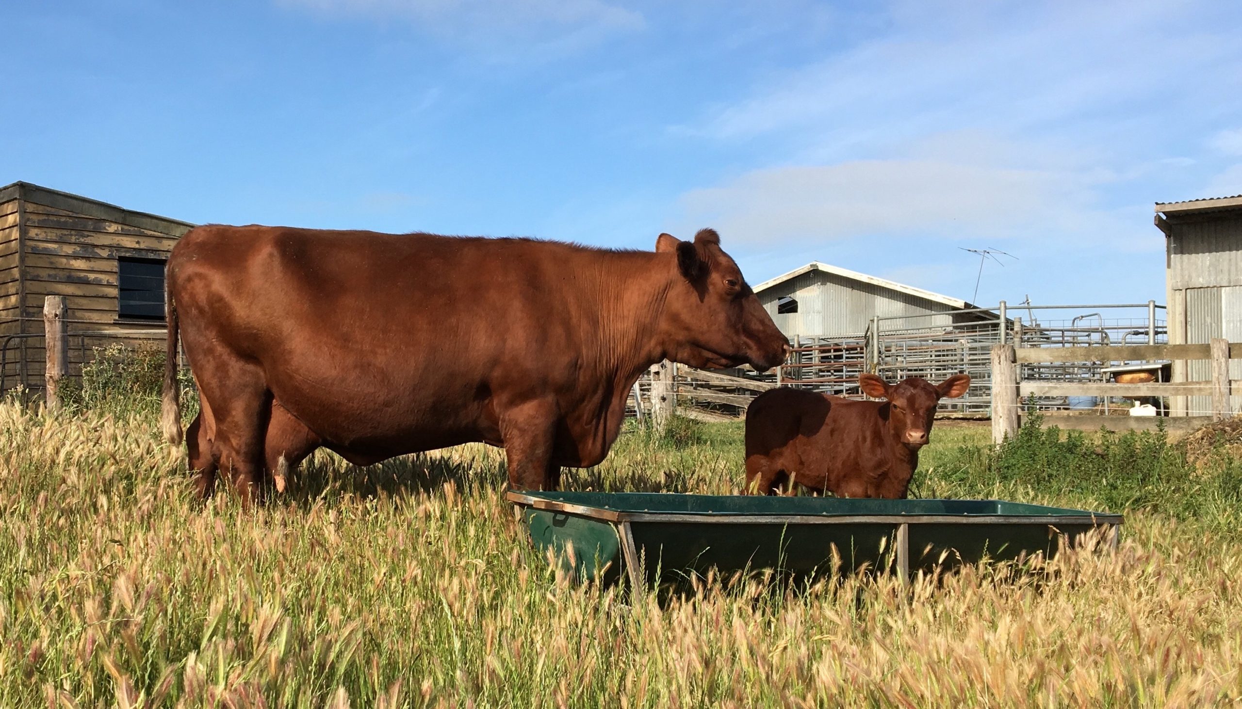 Photograph of a cow and calf outdoors